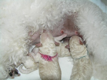 DORLY štěňátka 2. den